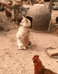 二哈 汪星人 可爱 萌宠 狗狗
