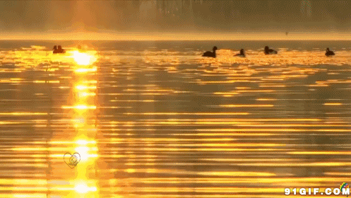 鸭子 水鸭 游水 夕阳 唯美 湖水 金色