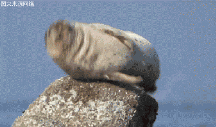 动物 海豹 跳动 可爱