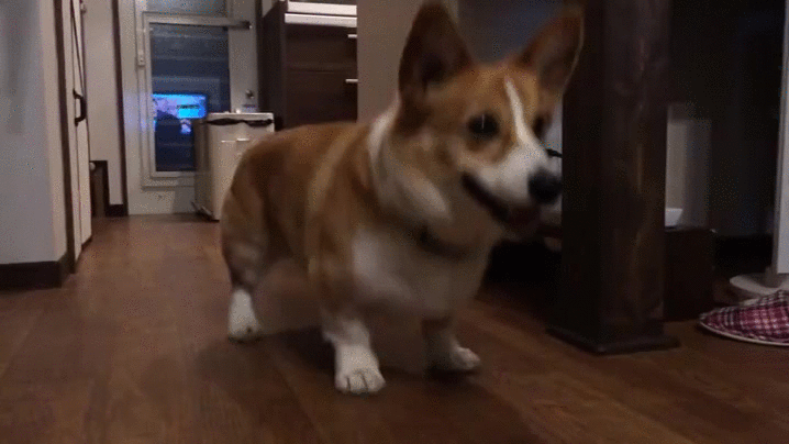 柯基 跳舞 蹦跶 蠢萌 搞笑 corgi