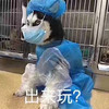 萌宠 汪星人 出来玩吗 出去玩呀 呆萌 憨憨