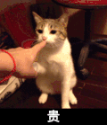 猫咪 手指 贵 可爱