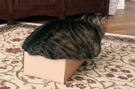 猫咪 纸壳箱 毯子 趴着