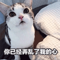 猫 你 已经 弄乱 我的心