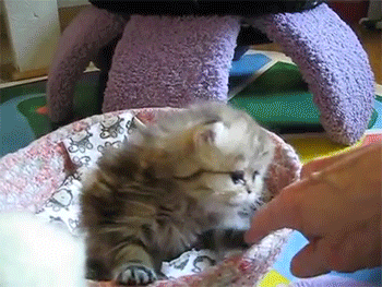 小猫咪 可爱 玩耍 挠手