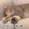 萌宠 喵星人 吃饱就睡 肥宅 搞怪 逗