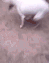 小狗狗 汪星人 搞笑 可爱 转圈