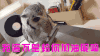 加油