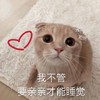萌宠 猫星人 我不管 要亲亲才能睡觉 呆萌 可爱