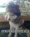小狗狗 汪星人 你知不知道 你在玩火 斗图 搞笑 戴眼镜 戴帽子 可爱 搞笑