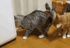 猫咪 搞笑 雷人 呆萌
