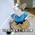 猫咪 大眼睛 掐腰 可把我厉害死了叉会儿腰