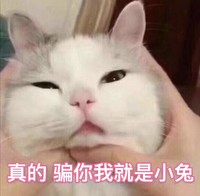 猫咪 喵星人 骗你我就是小兔 搞笑 可爱