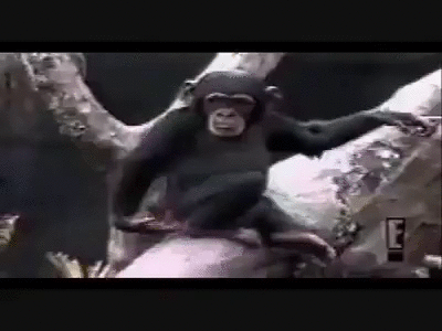 晕 猴子 倒下 树