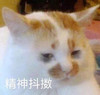 萌宠 猫星人 精神抖擞 开心 呆萌 可爱