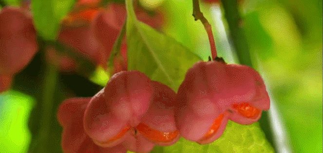 成熟 果实 神话的森林 纪录片 红色果荚