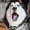 萌宠 汪星人 露馅了 暴露了 淘气 惊呆