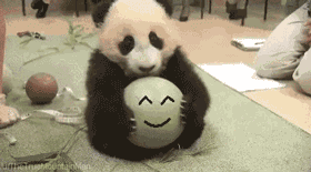熊猫 大熊猫 特效 恶搞 中意 别碰 这是我的 球 萌