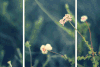 暮春时节 暮春