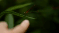 树 自然 树木 昆虫