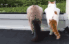 动物 萌宠 猫