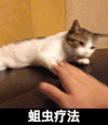 猫咪 可爱 玩耍 蛆虫疗法