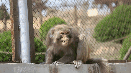 猴子 栅栏 嬉笑 可爱