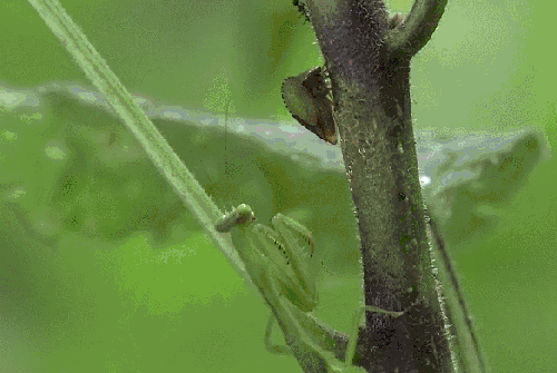 捕食 昆虫 模仿大师：哥斯达黎加昆虫 纪录片 蚂蚁 螳螂