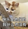 猫咪 白毛 趴着 快乐是他们的