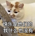 猫咪 白毛 趴着 快乐是他们的