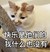 猫咪 白毛 趴着 快乐是他们的