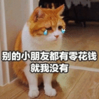 就我没有 猫咪 哭泣 眼泪 地板