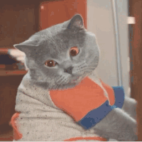 动物 小猫 卖萌 搞笑