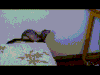 雪貂 ferret 跳 失败
