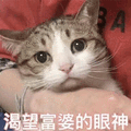 富婆 眼神 猫