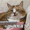 萌宠 猫咪 猫 我觉得ok ok 赞 ojbk