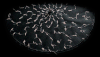 刺绣 Elliot Schultz the Embroidered Zoetrope 晃动