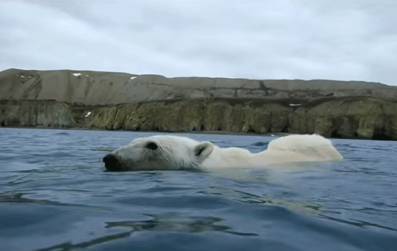北极熊 游泳 可爱 萌
