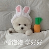 萌宠 猫星人 睡饱饱 学好好 呆萌 可爱