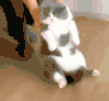 小猫 胖乎乎 可爱 毛茸茸