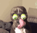 狗狗 戴眼镜 伸舌头 眼前是什么感觉应该好吃