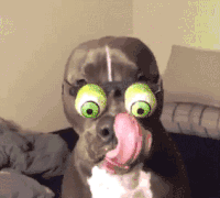 狗狗 戴眼镜 伸舌头 眼前是什么感觉应该好吃
