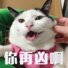 萌宠 喵星人 你再凶啊 再说一遍 活泼 调皮