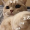 萌宠 喵星人 好烦啊 生活所迫 憨憨 呆萌