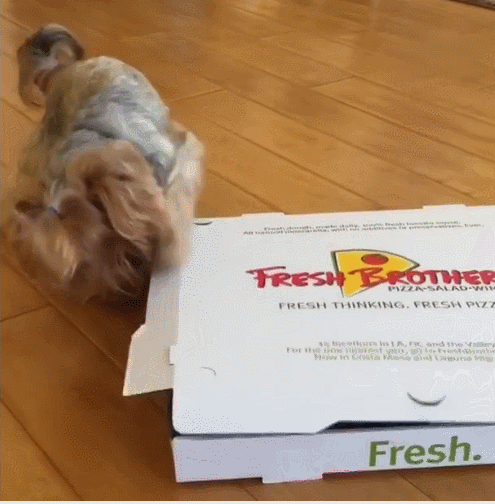 小狗 可爱 披萨 盒子