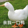 萌宠 大鹅 亲我一口鸭 开心 呆萌 可爱