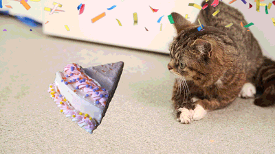 生日 生日快乐 蛋糕 猫