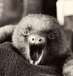 树懒 sloth 打哈欠 黑白
