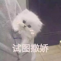 萌宠 猫咪 猫 撒娇 撒娇猫咪 撩 试图撒娇