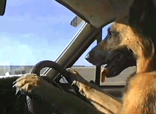 狗狗 开车 专注 可爱